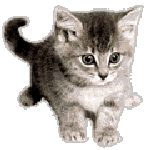 LE CHATON